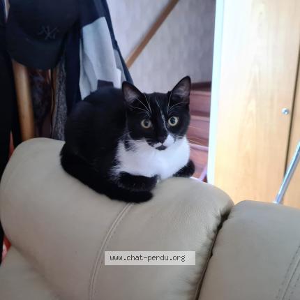 Photo 1/1 Chat retrouvé Perdu à Marchezais