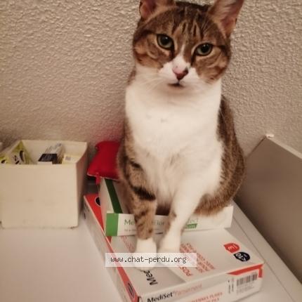 Photo de chat perdu à Truchtersheim