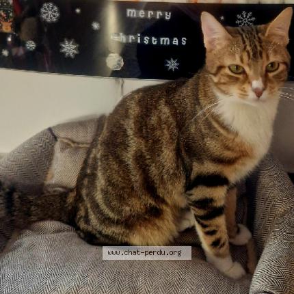 Photo de chat perdu à Aulnay Sous Bois
