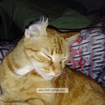 Photo 1/1 Chat retrouvé Perdu à Villejuif