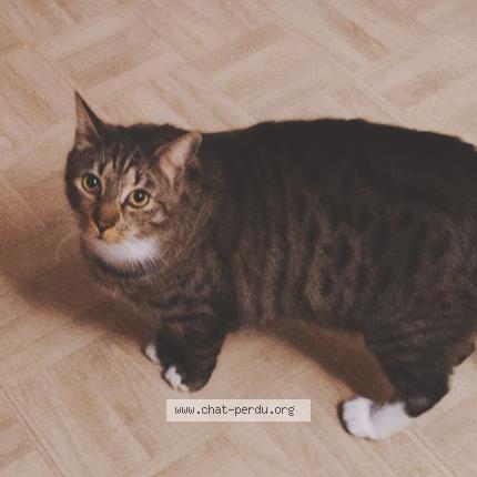 Photo 1/1 Chat retrouvé Perdu à Viry Chatillon
