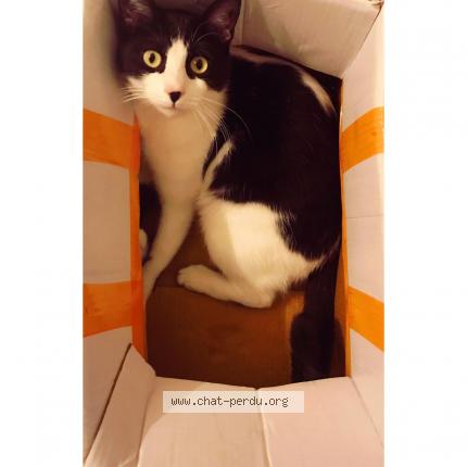 Photo de chat perdu à Ollioules