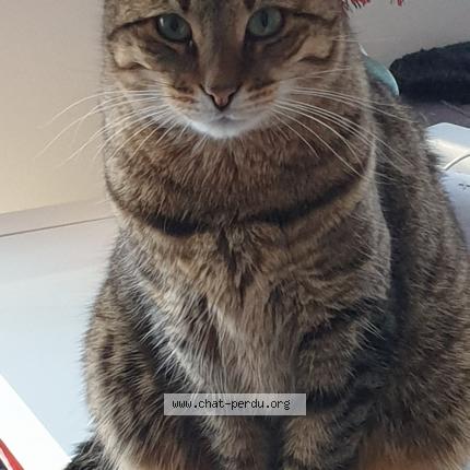 Photo de chat perdu à Mios