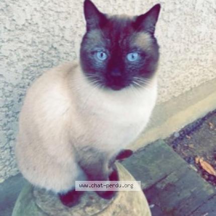 Photo 1/1 Chat retrouvé Perdu à Saint Germain Les Arpajon
