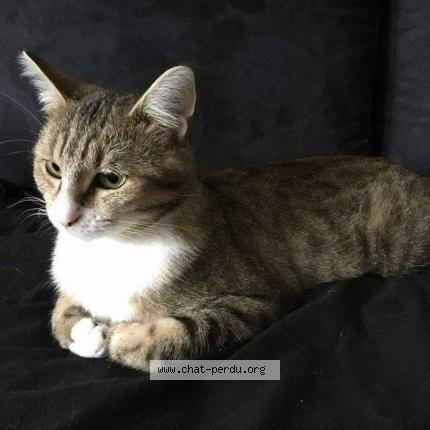 Photo de chat perdu à Rethel