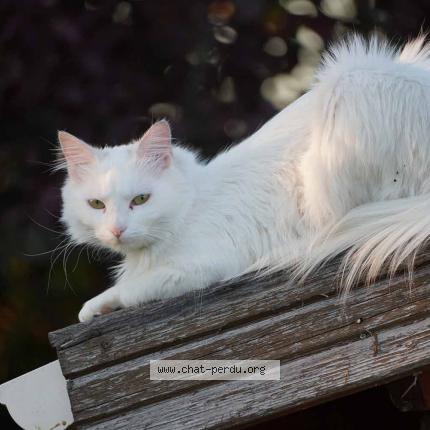 Photo 1/1 Chat retrouvé Perdu à Chasseneuil Du Poitou