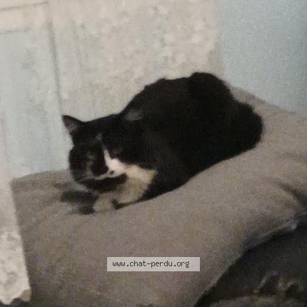 Photo 1/1 Chat retrouvé Perdu à Nogent Sur Seine
