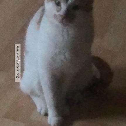 Photo de chat perdu à Servon