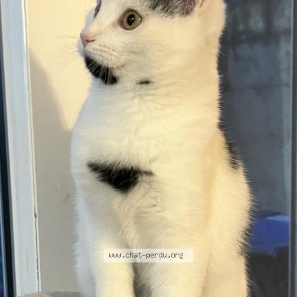 Photo 1/1 Chat retrouvé Perdu à Provin