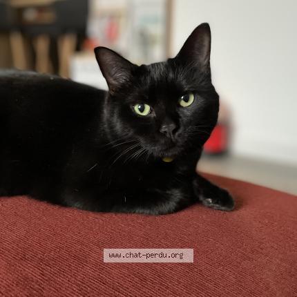 Photo de chat perdu à Limoges