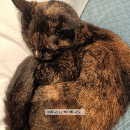 Photo de chat perdu à Cherbourg