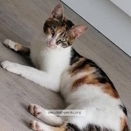 Photo 1/1 Chat retrouvé Perdu à Selestat