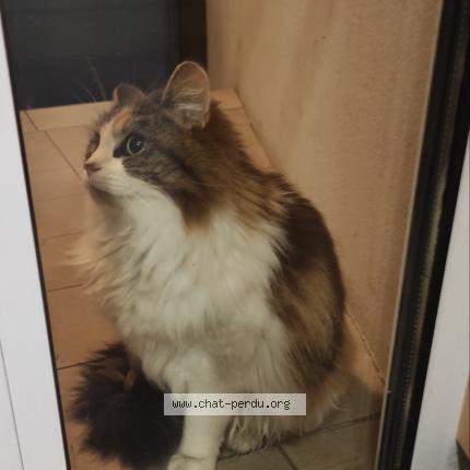 Photo 1/1 Chat retrouvé Trouvé à Nantes