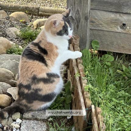 Photo de chat perdu à Hoerdt