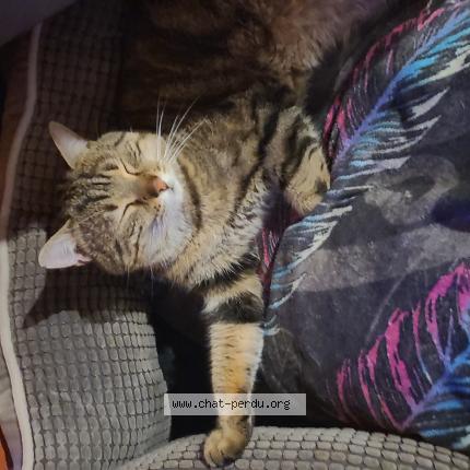 Photo 1/1 Chat retrouvé Perdu à Aulnay Sous Bois