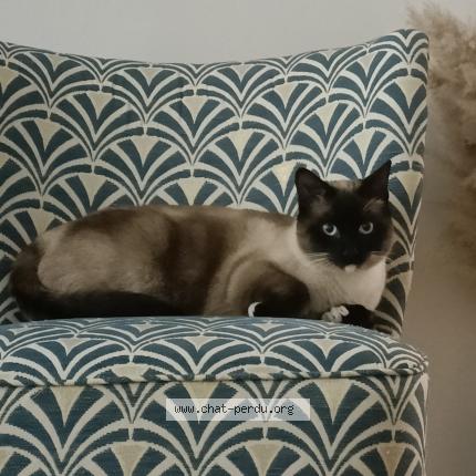 Photo 1/1 Chat retrouvé Perdu à Bassens