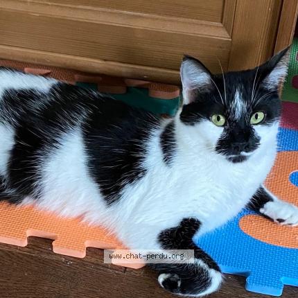 Photo 1/1 Jack Chat perdu à Valenciennes