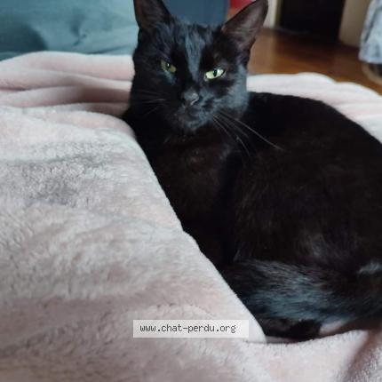 Photo de chat perdu à Nanteuil Le Haudouin