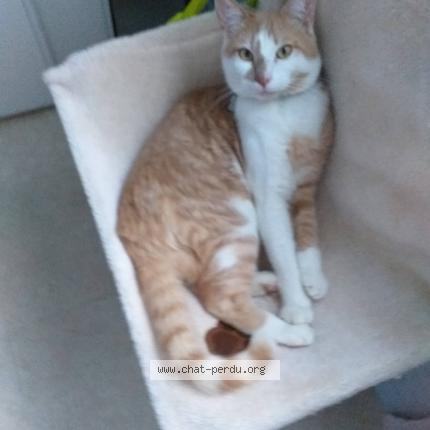 Photo 1/1 Chat retrouvé Perdu à Saint priest