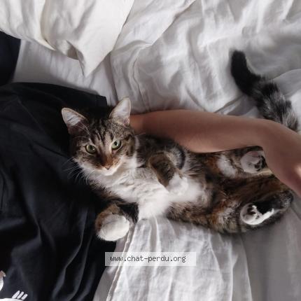 Photo 1/1 Chat retrouvé Perdu à Romainville