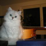 Photo de chat perdu à Onet Le Chateau