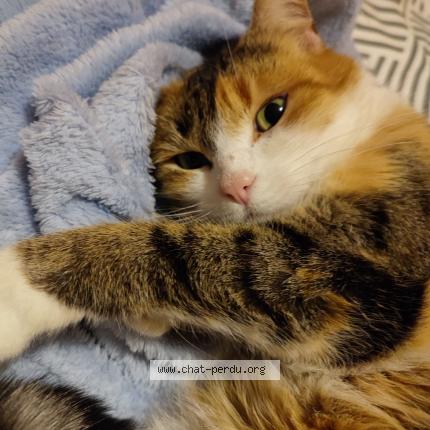 Photo de chat perdu à Montmarault