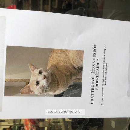 Photo 1/1 Chat retrouvé Trouvé à Paris