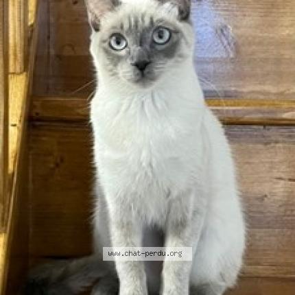 Photo 1/1 Chat retrouvé Perdu à Saint Vrain