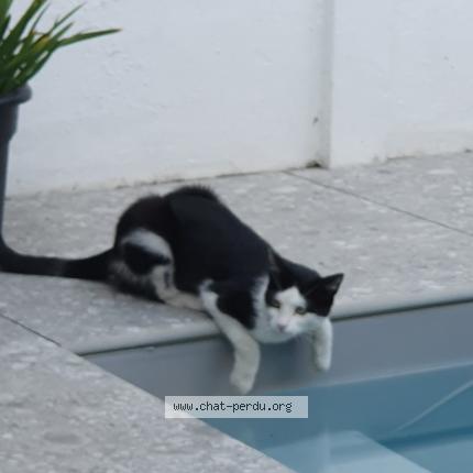 Photo 1/1 Chat retrouvé Perdu à Bordeaux