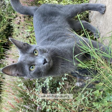 Photo de chat perdu à Rouen