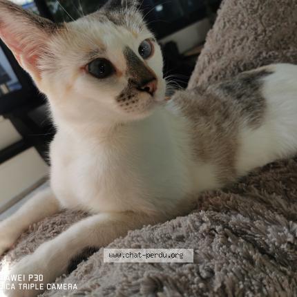 Photo de chat perdu à Tournon Sur Rhone