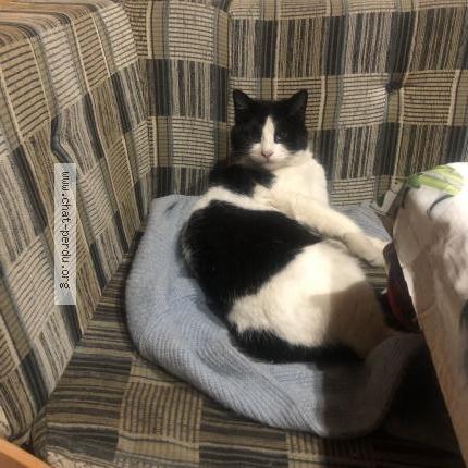 Photo de chat perdu à La Bathie