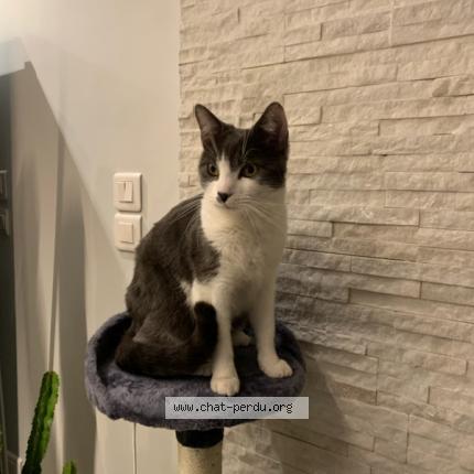 Photo de chat perdu à Bouffemont