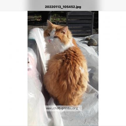 Photo de chat perdu à Montfavet