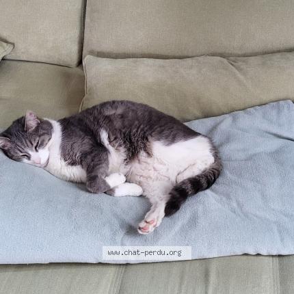 Photo de chat perdu à Angers