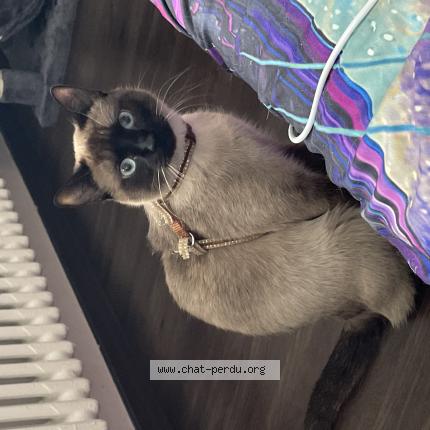 Photo de chat perdu à Nancy