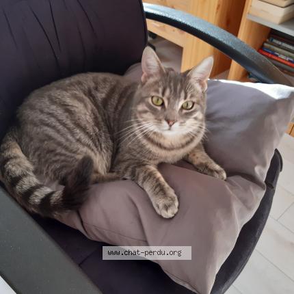 Photo 1/1 Chat retrouvé Perdu à Bourg Achard