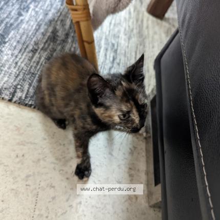 Photo 1/1 Chat retrouvé Perdu à Concarneau