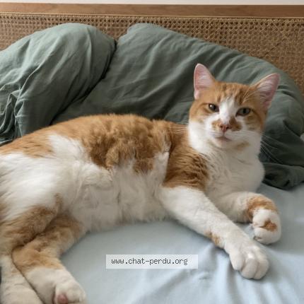Photo de chat perdu à Seichamps