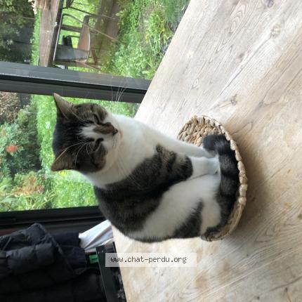 Photo 1/1 Chat retrouvé Perdu à Dijon