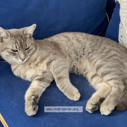 Photo de chat perdu à Angers