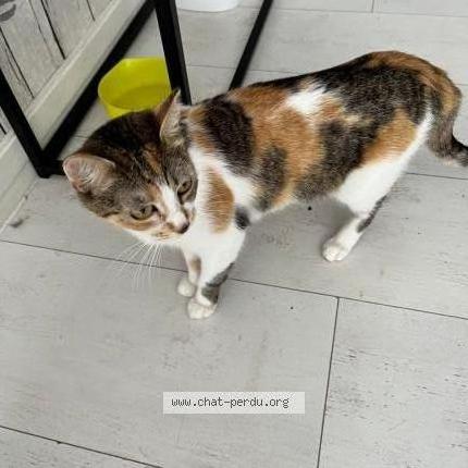 Photo de chat perdu à Saint Romain De Colbosc