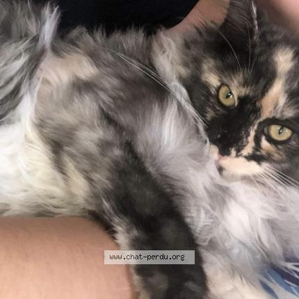 Photo de chat perdu à Marseille