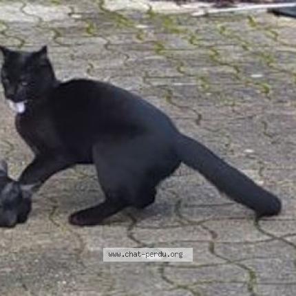 Photo 1/1 Chat retrouvé Perdu à Villeneuve D Ascq