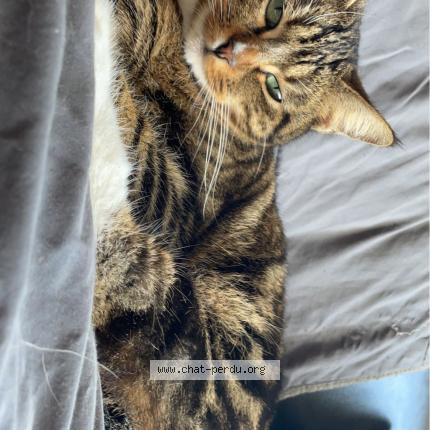 Photo 1/1 Chat retrouvé Perdu à Allaire