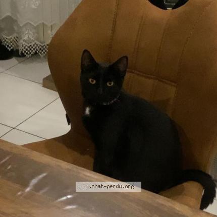 Photo 1/1 Chat retrouvé Perdu à Fosses