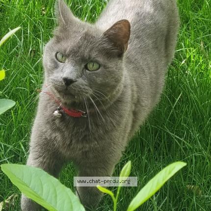 Photo de chat perdu à Rillieux La Pape