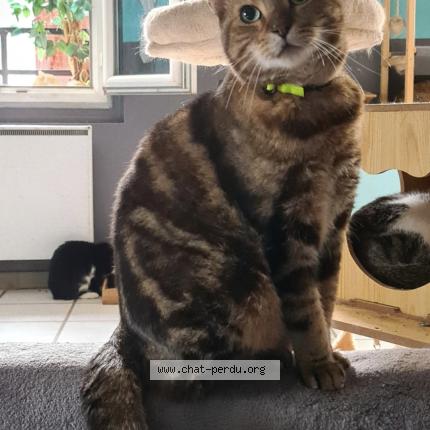 Photo de chat perdu à Moret Sur Loing