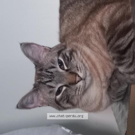 Photo 1/1 Chat retrouvé Perdu à Valence
