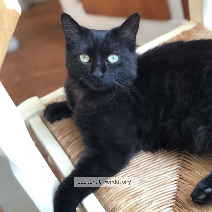 Photo de chat perdu à Bergerac